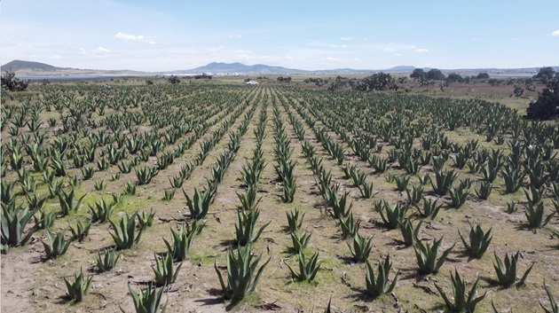 Parque Solar Nueva Xcala supera el requisito ambiental de reubicación de magueyes
